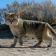Ejemplar adulto de gato de arena. Foto: Wikimedia Commons